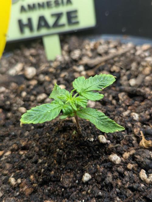 Amnesia Haze Automatic (S1) - RQS. Week 1