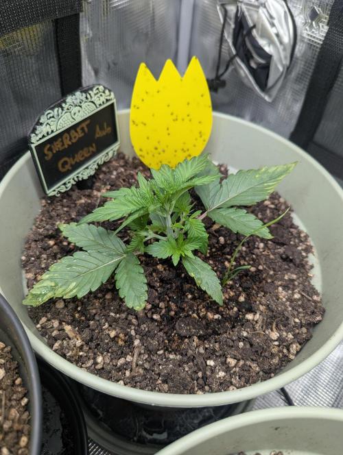 Sherbet Queen Automatic 2 | RQS. Week 2