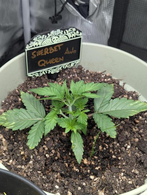 Sherbet Queen Automatic 2 | RQS. Week 2