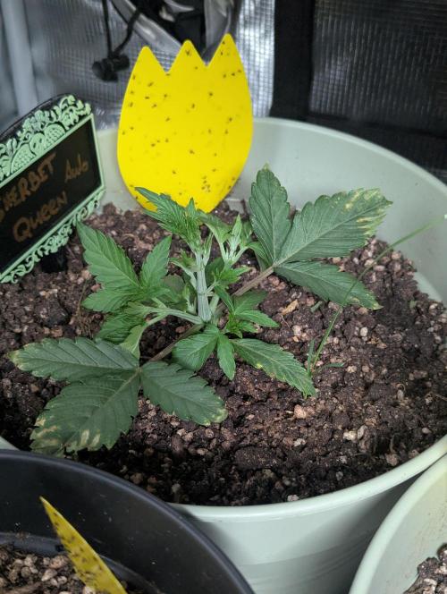 Sherbet Queen Automatic 2 | RQS. Week 2