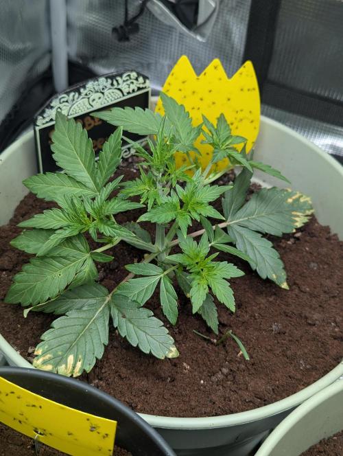 Sherbet Queen Automatic 2 | RQS. Week 2