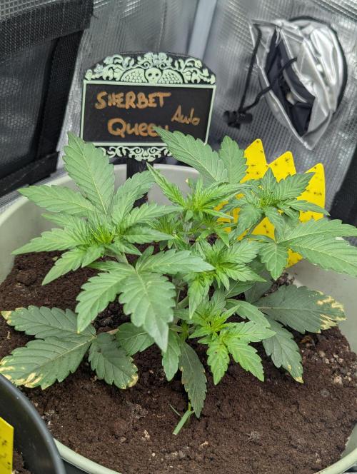 Sherbet Queen Automatic 2 | RQS. Week 2