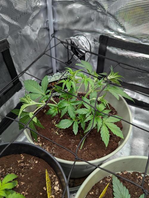 Sherbet Queen Automatic 2 | RQS. Week 3