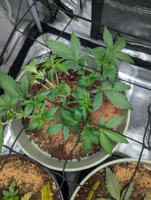 Sherbet Queen Automatic 2 | RQS. Week 3