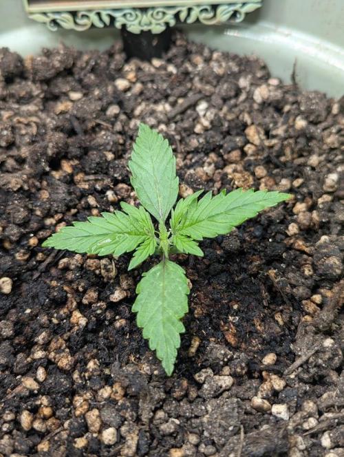 Mimosa Automatic - RQS. Week 2 - Day 12