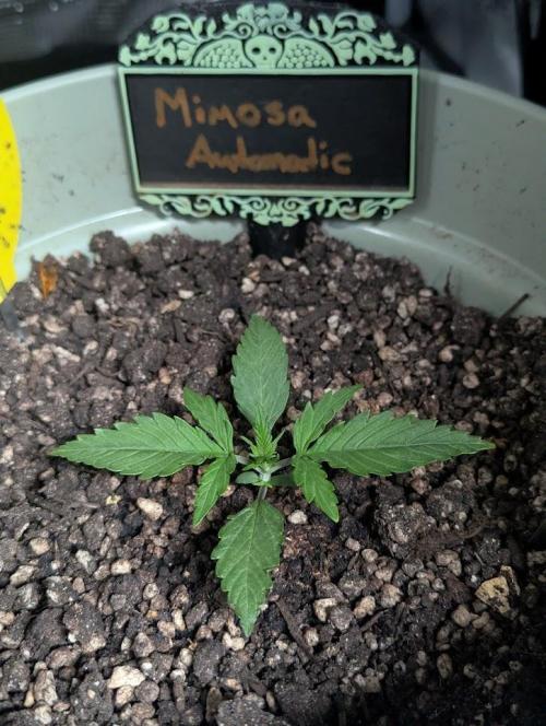 Mimosa Automatic - RQS. Week 2