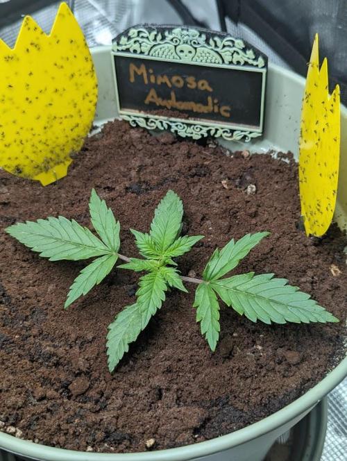 Mimosa Automatic - RQS. Week 3