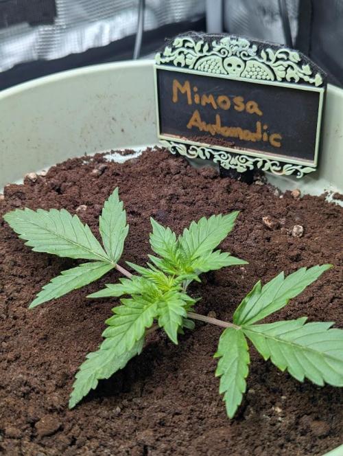 Mimosa Automatic - RQS. Week 3
