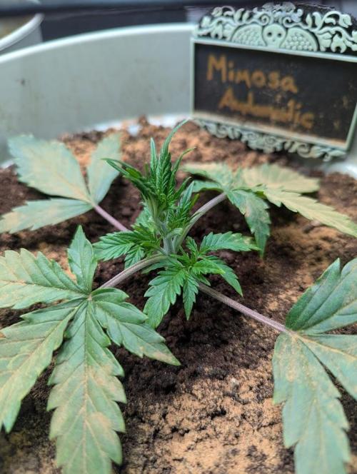 Mimosa Automatic - RQS. Week 3
