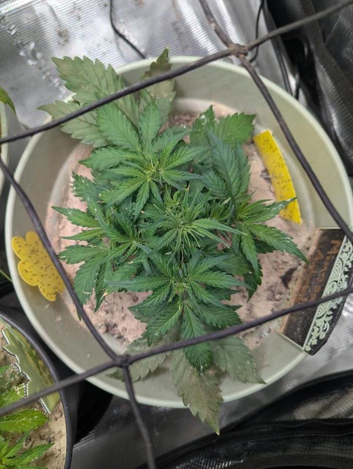Mimosa Automatic - RQS. Week 5