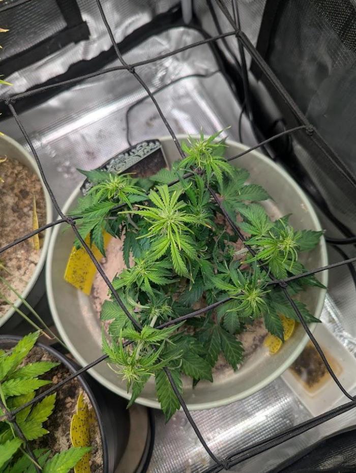 Mimosa Automatic - RQS. Week 6
