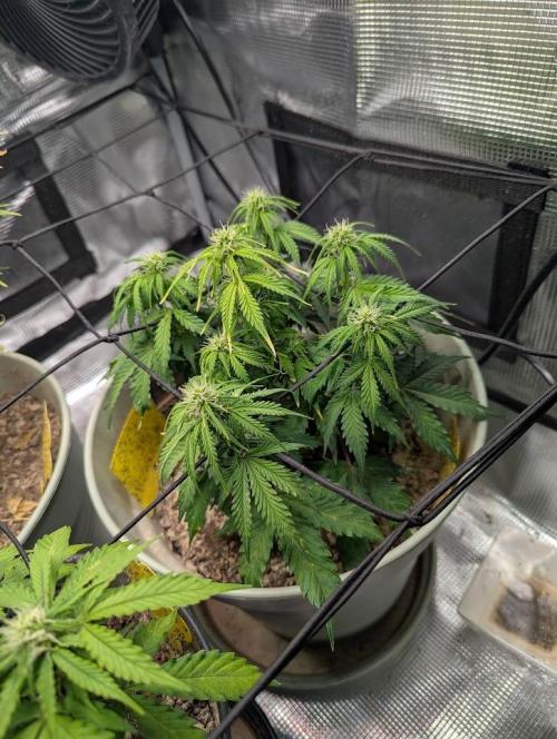 Mimosa Automatic - RQS. Week 7