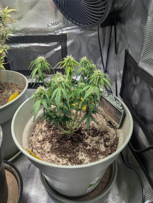 Mimosa Automatic - RQS. Week 7