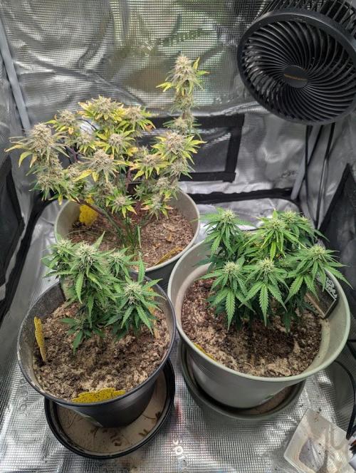 Mimosa Automatic - RQS. Week 8