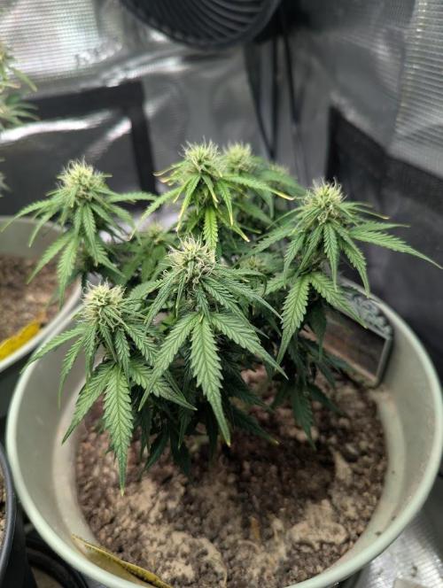 Mimosa Automatic - RQS. Week 8