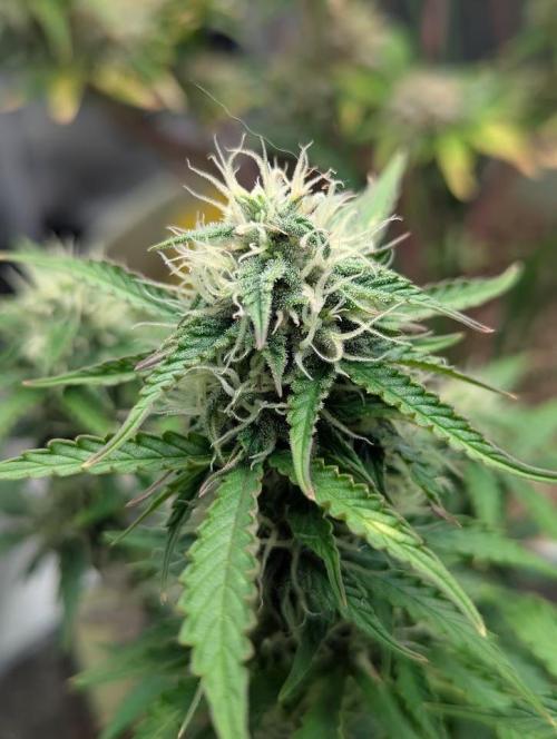 Mimosa Automatic - RQS. Week 8