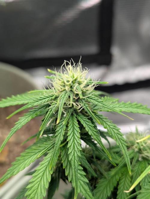Mimosa Automatic - RQS. Week 8