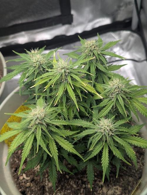 Mimosa Automatic - RQS. Week 9