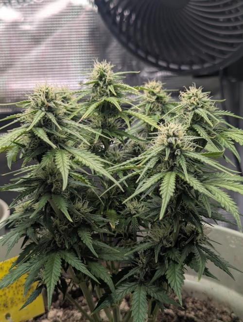 Mimosa Automatic - RQS. Week 9