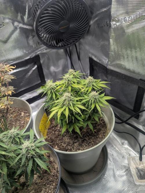 Mimosa Automatic - RQS. Week 9