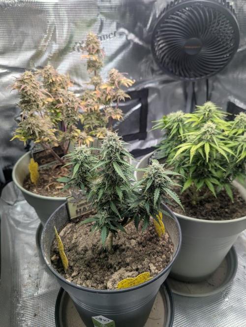 Mimosa Automatic - RQS. Week 9