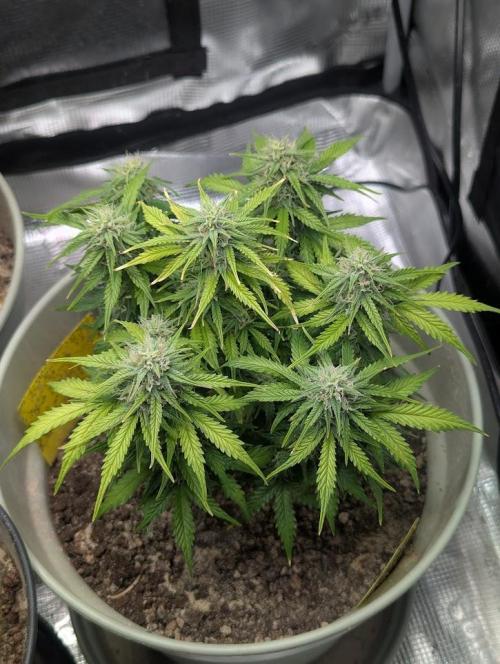 Mimosa Automatic - RQS. Week 9