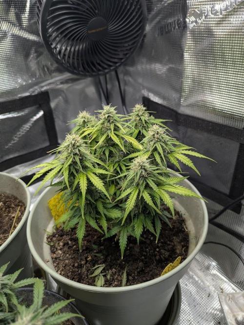 Mimosa Automatic - RQS. Week 9