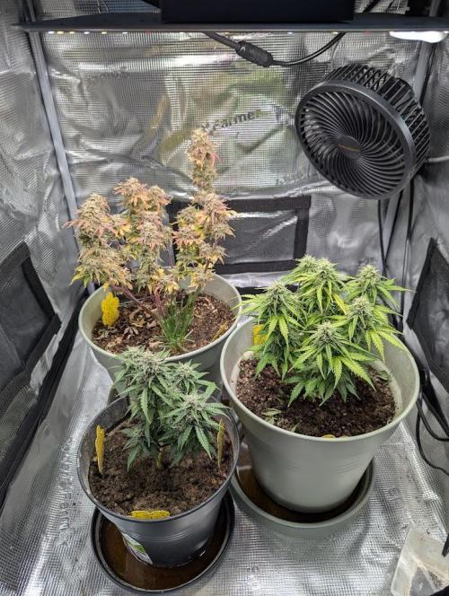 Mimosa Automatic - RQS. Week 9