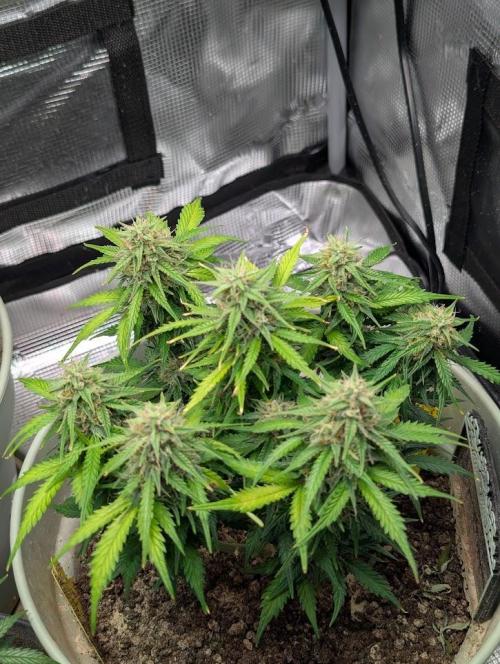 Mimosa Automatic - RQS. Week 10