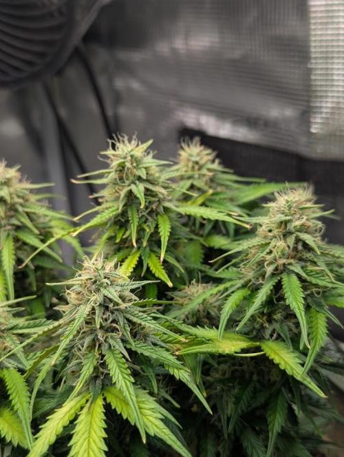 Mimosa Automatic - RQS. Week 10