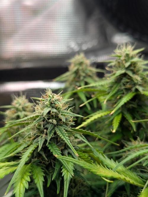 Mimosa Automatic - RQS. Week 10