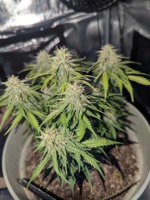 Mimosa Automatic - RQS. Week 10