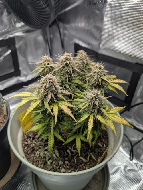 Mimosa Automatic - RQS. Week 12