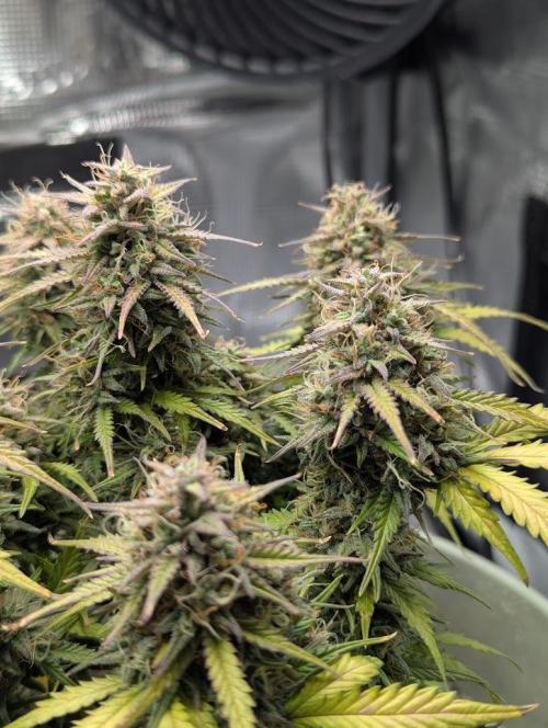 Mimosa Automatic - RQS. Week 12