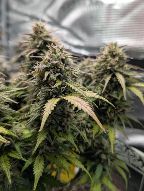 Mimosa Automatic - RQS. Week 12
