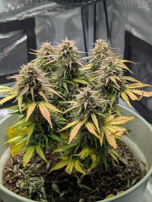 Mimosa Automatic - RQS. Week 12