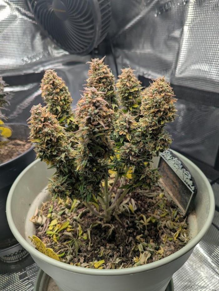 Mimosa Automatic - RQS. Week 13