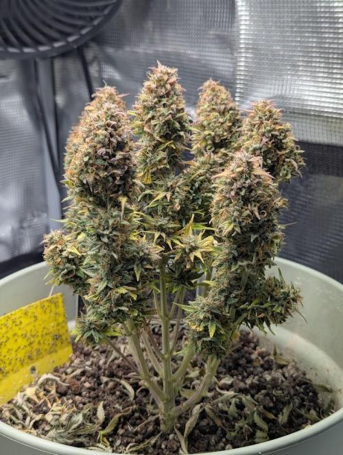 Mimosa Automatic. Week 13
