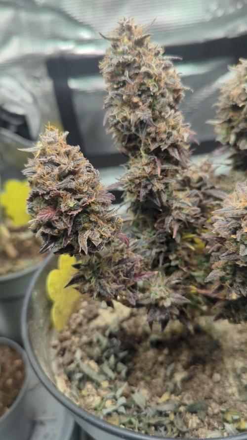 Mimosa Automatic - RQS