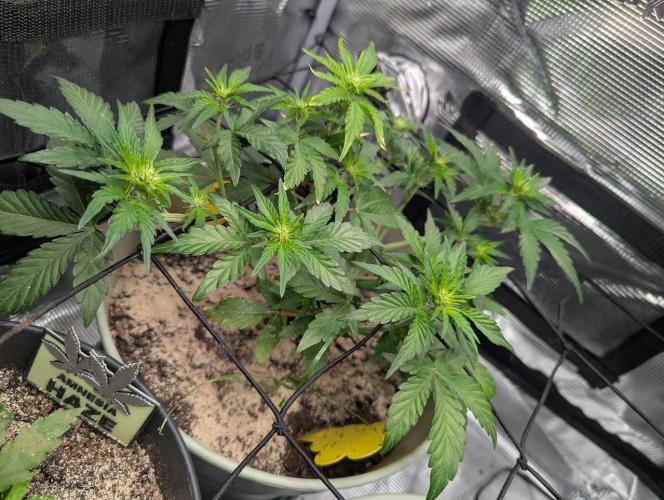 Sherbet Queen Automatic 2 | RQS. Week 4