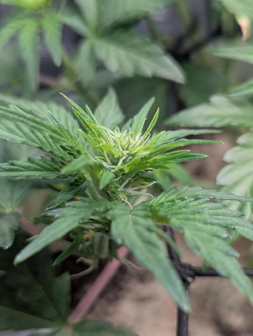 Sherbet Queen Automatic 2 | RQS. Week 4