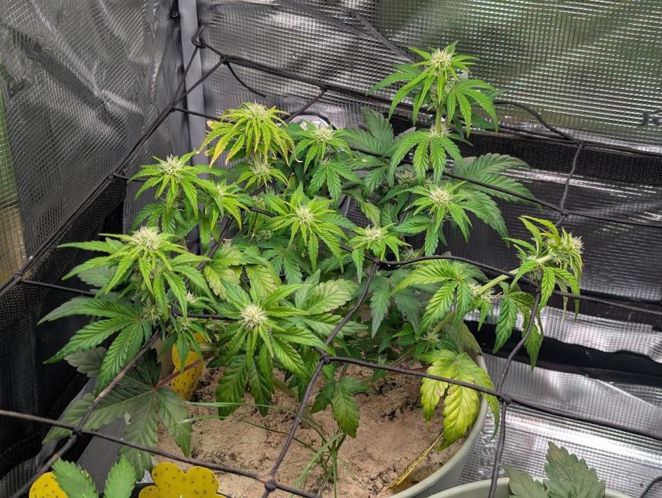 Sherbet Queen Automatic 2 | RQS. Week 5