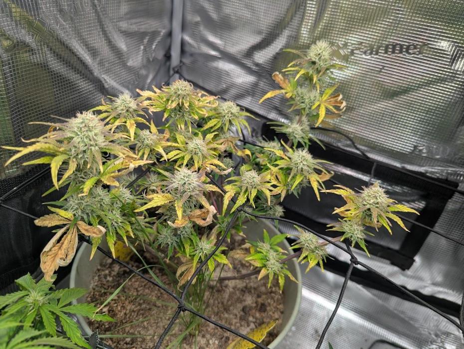 Sherbet Queen Automatic 2 | RQS. Week 6