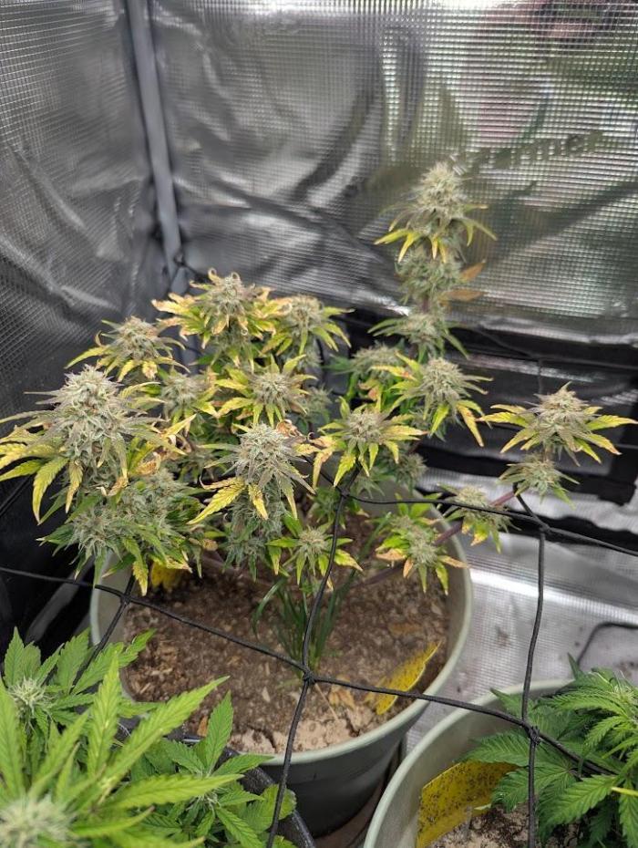 Sherbet Queen Automatic 2 | RQS. Week 7