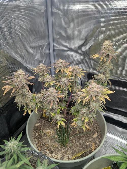Sherbet Queen Automatic 2 | RQS. Week 9