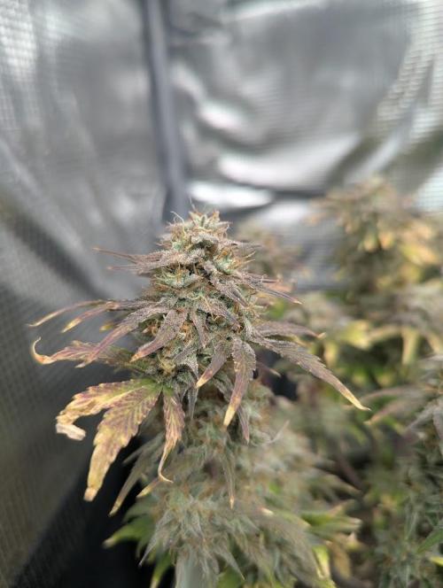 Sherbet Queen Automatic 2 | RQS. Week 9