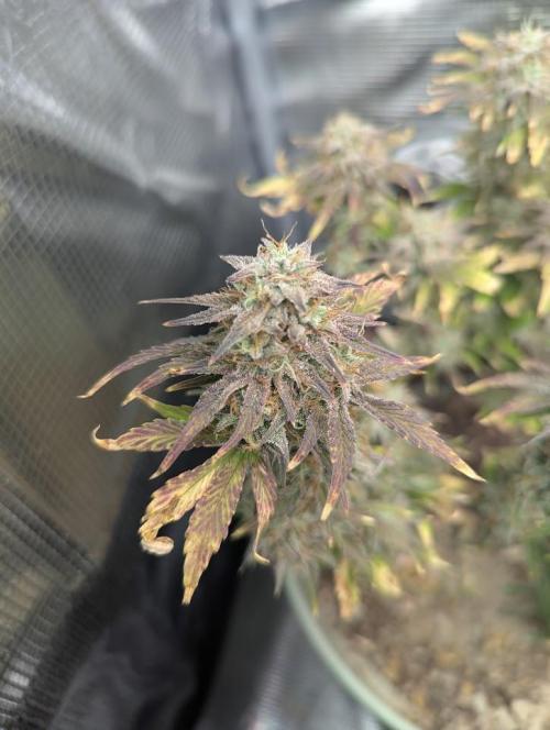 Sherbet Queen Automatic 2 | RQS. Week 9