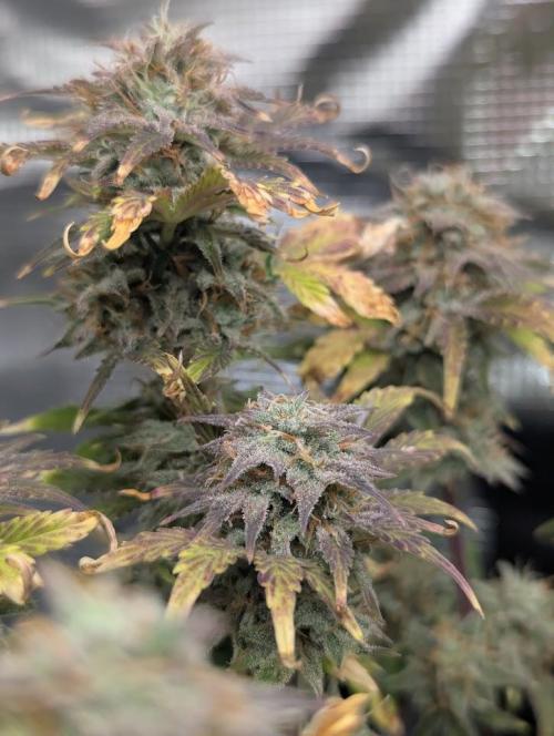 Sherbet Queen Automatic 2 | RQS. Week 9
