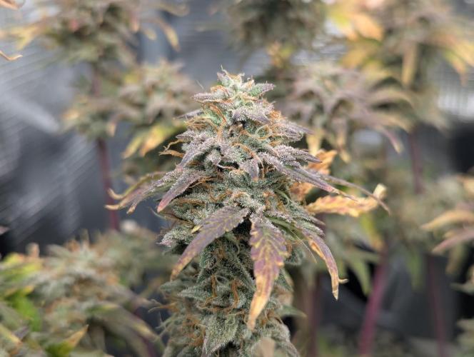 Sherbet Queen Automatic 2 | RQS. Week 9