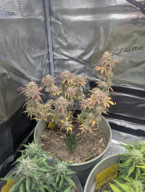 Sherbet Queen Automatic 2 | RQS. Week 9